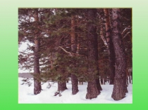 Презентация по биологии Подсочка хвойных пород