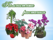 Презентация к уроку по окружающему миру  Комнатные растения 2 класс