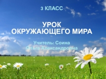 Презентация по окружающему миру Аквариум