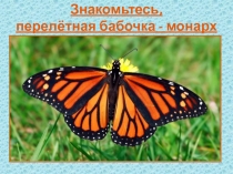 Презентация ознакомление с миром природы