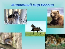 Презентация к занятию Животный мир России