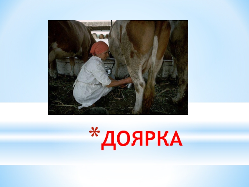 Презентация к классному часу Профессии на селе ДОЯРКА ДОЯРКА