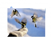 Презентация по предмету Мир природы на тему Зимующие птицы