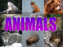 Презентация по английскому языку на тему ANIMALS