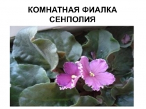 Презентация по окружающему миру на тему Комнатные цветы