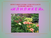Презентация по цветоводству и декоративному цветоводству на темуЛилейники, выращиваемые в местных условиях: вид, характеристика(7 класс)