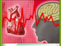 Презентация Эволюция кровеносной системы по теме Кровеносная система