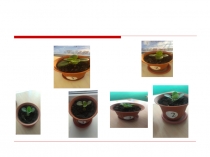 Презентация. Влияние звуков на рост и развитие растений. 1-4 класс