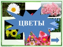 Презентация по биологии на тему Цветок (6 класс)