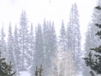 Презентация Зимующие птицы средняя группа