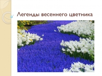Презентация по окружающему миру 2 класс Легенды весеннего цветника