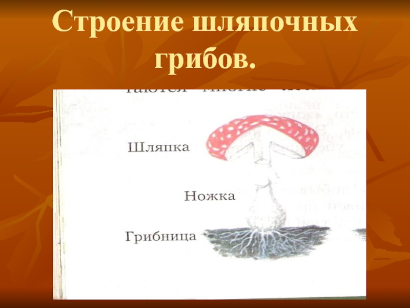 Презентация по окружающему миру на тему В царстве грибов Строение шляпочных грибов. Строение шляпочных грибов.