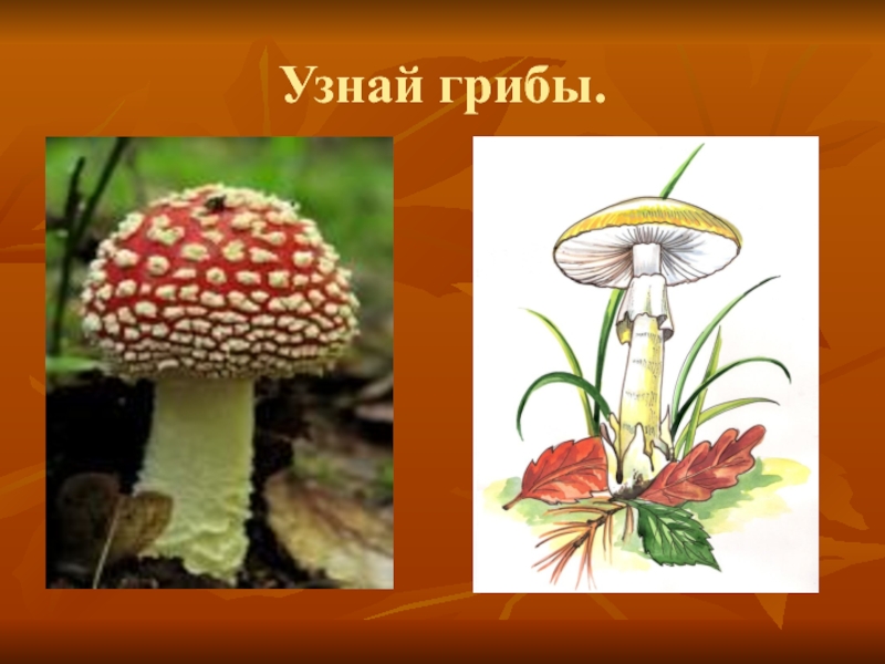 Презентация по окружающему миру на тему В царстве грибов Узнай грибы. Узнай грибы.