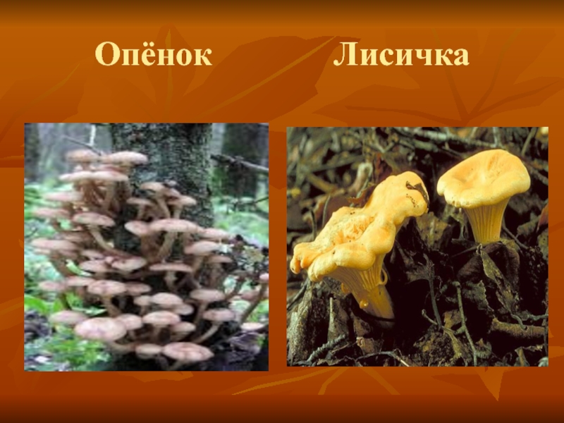 Презентация по окружающему миру на тему В царстве грибов Опёнок Лисичка Опёнок Лисичка