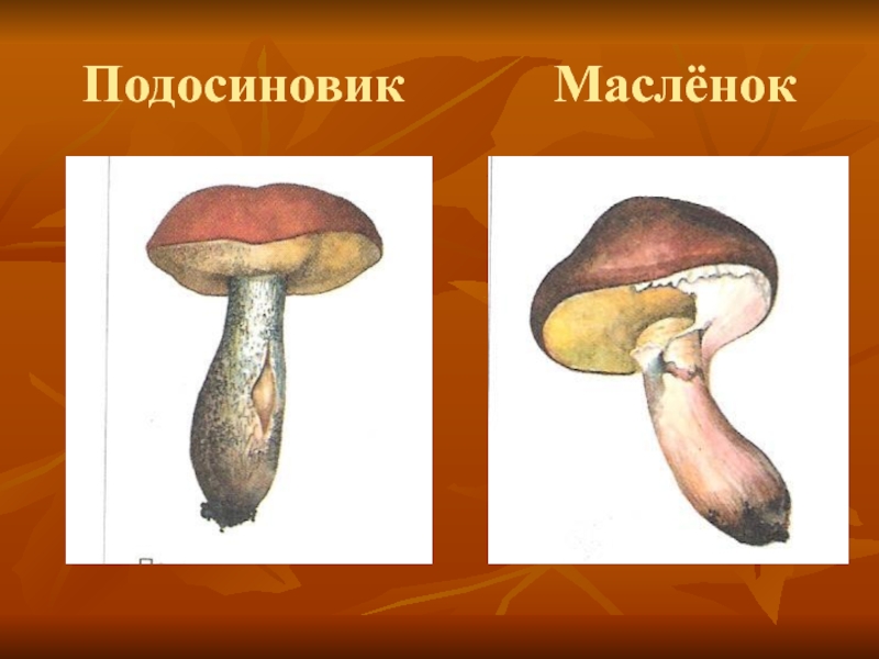 Презентация по окружающему миру на тему В царстве грибов Подосиновик Маслёнок Подосиновик Маслёнок