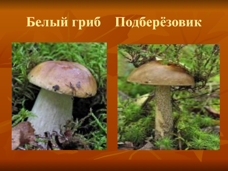 Презентация по окружающему миру на тему В царстве грибов Белый гриб Подберёзовик Белый гриб Подберёзовик