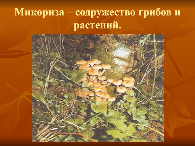 Презентация по окружающему миру на тему В царстве грибов Микориза – содружество грибов и растений. Микориза – содружество грибов и растений.