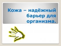 Презентация Кожа - надёжный барьер организма.
