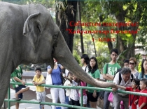 Хайуанаттар бағында сабақ жоспары