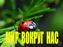 Презентация к конспекту мир вокруг нас