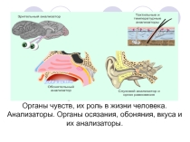 Презентация  Органы чувств. Анализаторы