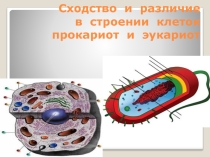Презентация по биологии Сравнение клеток прокариот и эукариот