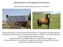 Презентация к уроку эколого-прикладного кружка на тему Заповедники Ростовской области (7 класс)