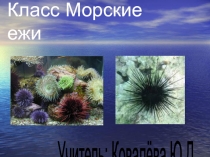 Презентация по биологии 7 класс Морские ежи и звёзды