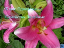 Семейство Лилейные