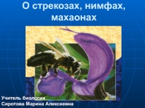 Метаморфоз