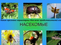 Презентация по биологии Пчёлы и муравьи - общественные насекомые (7 класс)
