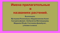 Презентация Имена прилагательные в названиях растений