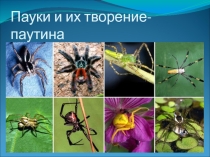 Внеклассное мероприятие по биологии на тему Пауки и их творение-паутина