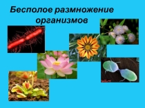 Презентация по биологии Бесполое размножение организмов