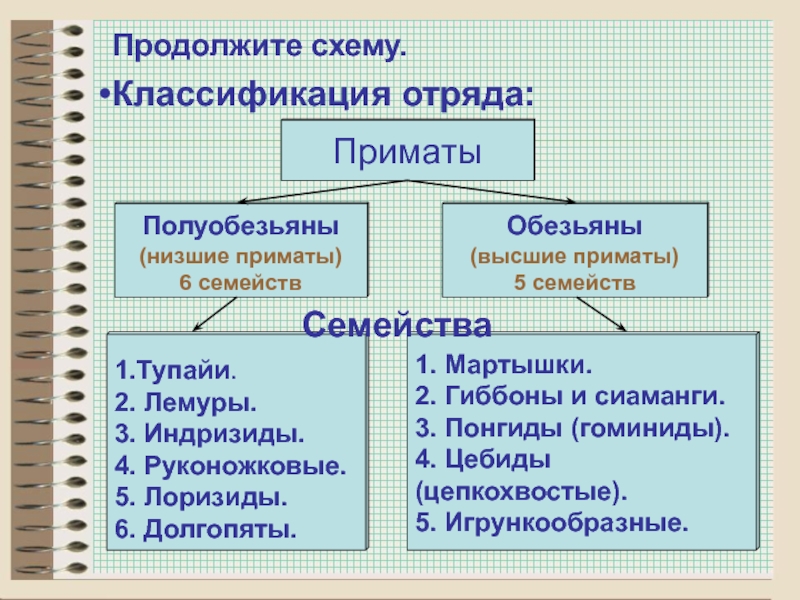 План урока отряд приматы