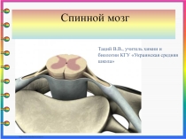Презентация по биологии на тему спинной мозг