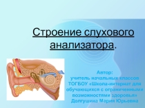 Презентация Строение слухового анализатора