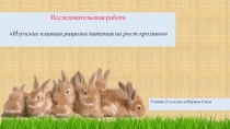 Исследовательская работа на тему Изучение влияния рациона питания на рост кроликов