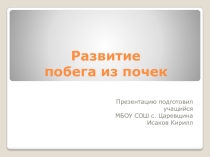 Презентация Развитие побега из почек
