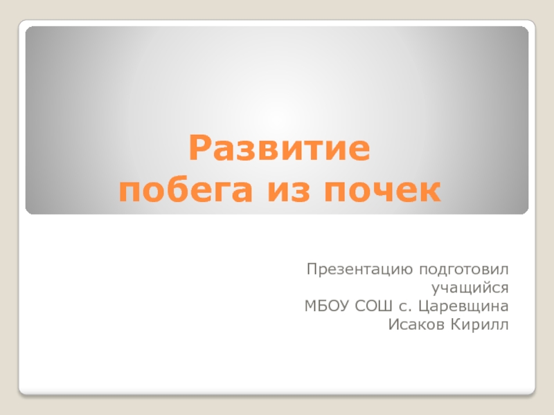 Презентация Презентация Развитие побега из почек