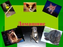 Презентация по ОБЖ Домашние животные, 2 класс