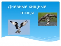 Дневные хищные птицы.