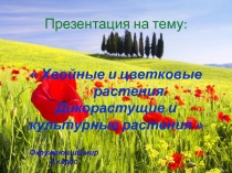 Презентация по окружающему миру Группы растений