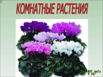 Презентация по окружающему миру на тему Комнатные растения