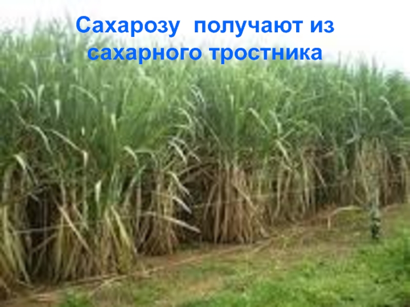 Углеводы часть 2 Сахарозу получают из сахарного тростника Сахарозу получают из сахарного тростника