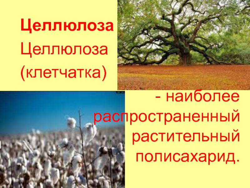 Углеводы часть 2 ЦеллюлозаЦеллюлоза (клетчатка) - наиболее ЦеллюлозаЦеллюлоза (клетчатка) - наиболее