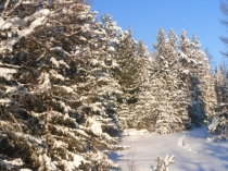 Презентация по русскому языку на тему  Парные согласные в корне