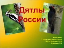 Презентация для внеурочной деятельности по окружающему миру Дятлы России 3 класс