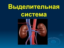 Презентация по биологии на тему Выделение(8 класс)