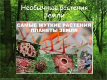 Самые необычные растения Земли